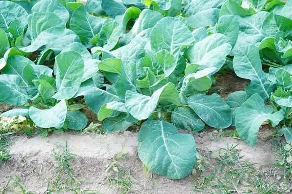 Lacinato Kale tarlada büyüdü..