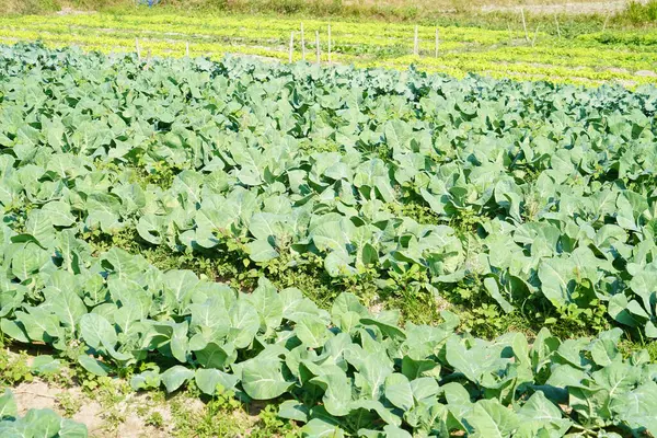 Lacinato Kale tarlada büyüdü..