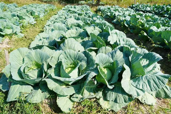 Üst görünümde yeşil lahana arkaplanı.