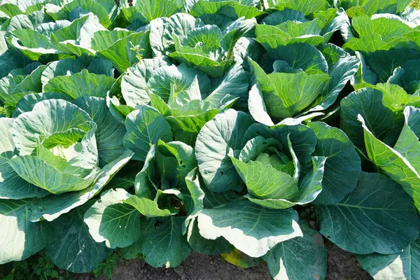 Üst görünümde yeşil lahana arkaplanı.