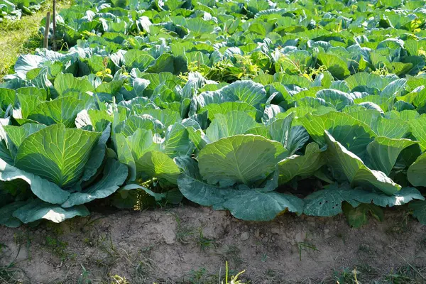 Üst görünümde yeşil lahana arkaplanı.