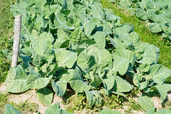 Üst görünümde yeşil lahana arkaplanı.