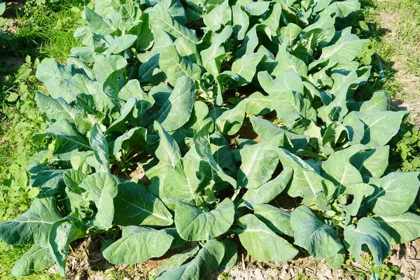 Üst görünümde yeşil lahana arkaplanı.