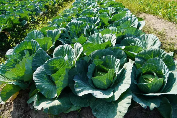 Üst görünümde yeşil lahana arkaplanı.