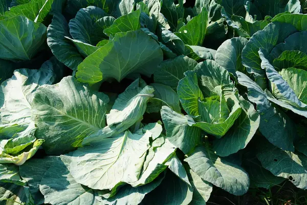 Üst görünümde yeşil lahana arkaplanı.