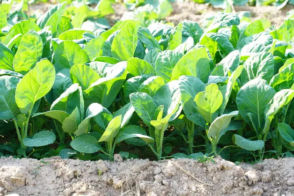 Kale toprağa ekildi, üst manzara....