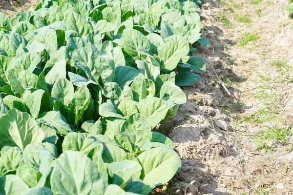 Kale toprağa ekildi, üst manzara....