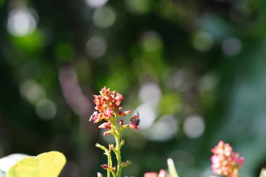 Anthophila ormanda bulundu..