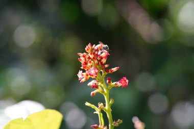Anthophila ormanda bulundu..