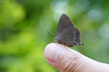 Doğal ormanda kelebekler bulundu..