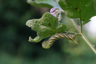 Manduca rustica larvası patlıcan yaprakları yiyor..