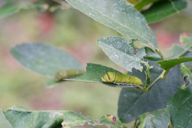 Manduca rustica larvası patlıcan yaprakları yiyor..