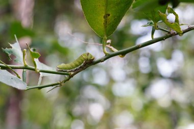 Manduca rustica larvası patlıcan yaprakları yiyor..