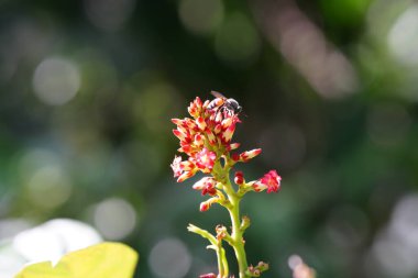 Anthophila ormanda bulundu..