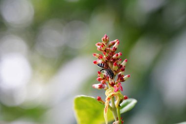 Anthophila ormanda bulundu..