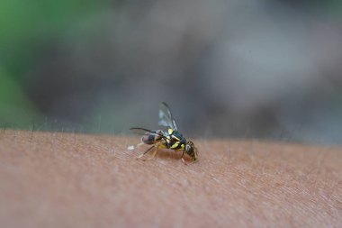 Sebze sahalarında Bactrocera correcta bulundu.