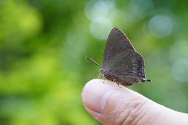 Doğal ormanda kelebekler bulundu..