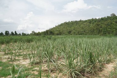 Şeker kamışı şeker üretimi için kullanılır..
