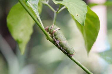 Küçük bir tırtıl limon yaprakları yiyor..