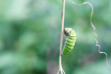 Küçük bir tırtıl limon yaprakları yiyor..