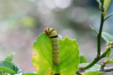 Küçük bir tırtıl limon yaprakları yiyor..