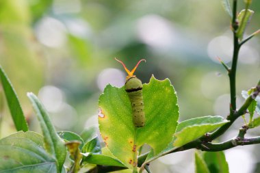 Küçük bir tırtıl limon yaprakları yiyor..