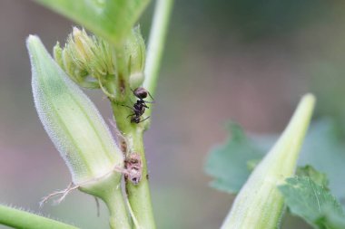 Polyrhachis dalışı sebze bahçelerinde bulunur..