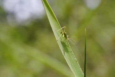 Eugryllacris ormanda bulundu..
