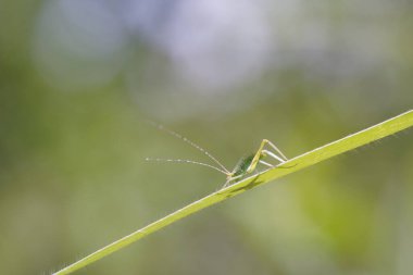 Eugryllacris ormanda bulundu..