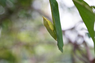Doğal ormanda kelebekler bulundu..