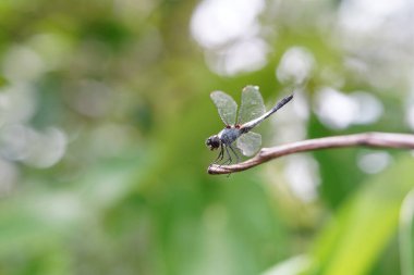 Yusufçuklar ormanda bulundu..