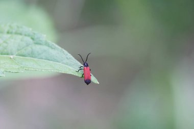 Lygistopterus sanguineus ormanda bulundu..