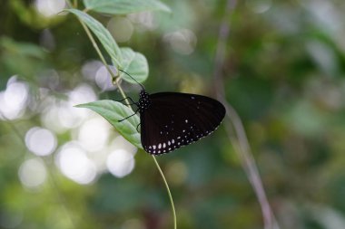 Doğal ormanda kelebekler bulundu..