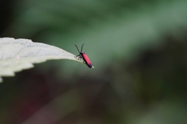 Lygistopterus sanguineus ormanda bulundu..