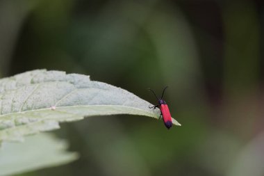 Lygistopterus sanguineus ormanda bulundu..