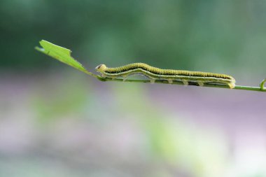 Ormanda bulunan Catopsilia pomona kelebeğinin tırtılları..