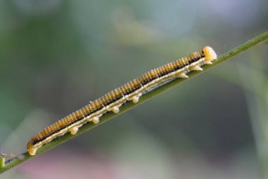 Ormanda bulunan Catopsilia pomona kelebeğinin tırtılları..