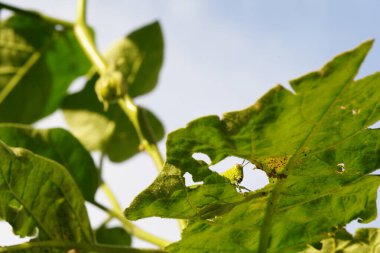 Çekirgeler böcek böceklerinden biridir..