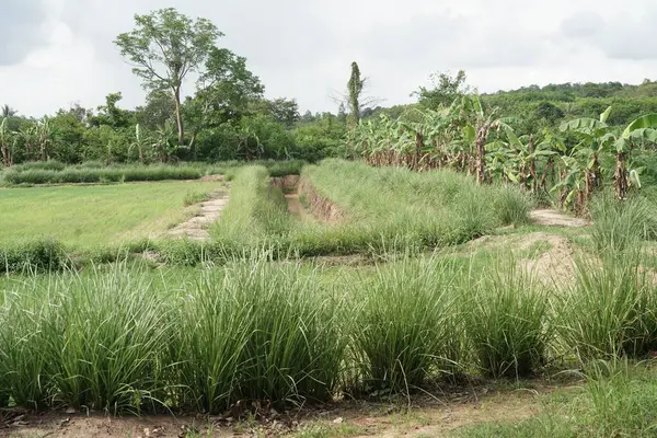 Meyve bahçesinde çimenler yetişir..