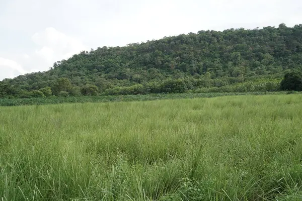 Meyve bahçesinde çimenler yetişir..