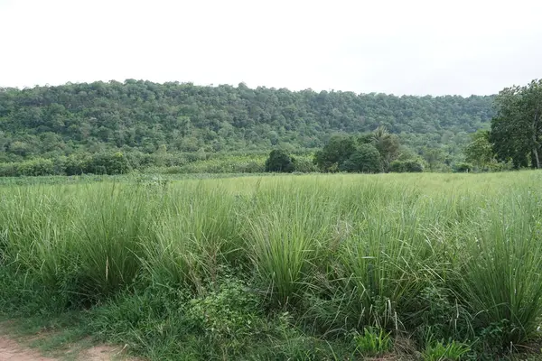 Meyve bahçesinde çimenler yetişir..