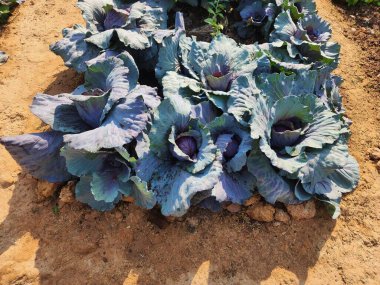 Üst görünümde yeşil lahana arkaplanı.