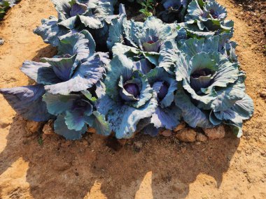 Üst görünümde yeşil lahana arkaplanı.