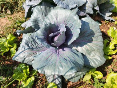 Üst görünümde yeşil lahana arkaplanı.