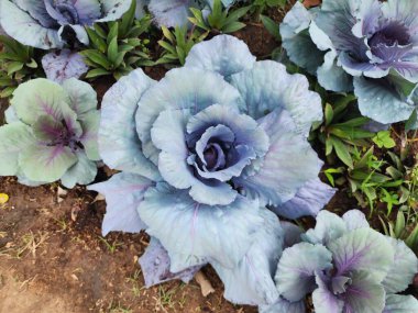 Üst görünümde yeşil lahana arkaplanı.