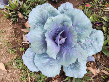 Üst görünümde yeşil lahana arkaplanı.