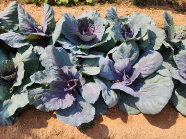 Üst görünümde yeşil lahana arkaplanı.