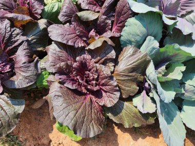 Üst görünümde yeşil lahana arkaplanı.