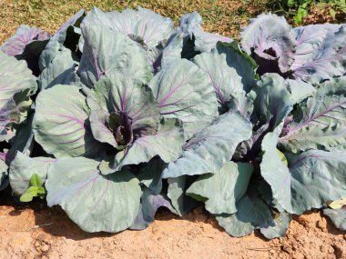 Üst görünümde yeşil lahana arkaplanı.