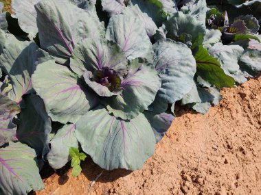 Üst görünümde yeşil lahana arkaplanı.